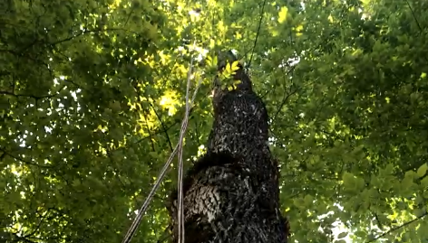 https://mainetreekeepers.com/wp-content/uploads/2025/04/213eqwads.png