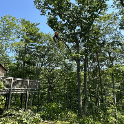 https://mainetreekeepers.com/wp-content/uploads/2025/04/Image-1.png