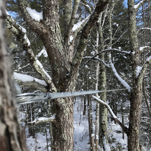 https://mainetreekeepers.com/wp-content/uploads/2025/04/Rectangle-34624358-1-copy.png
