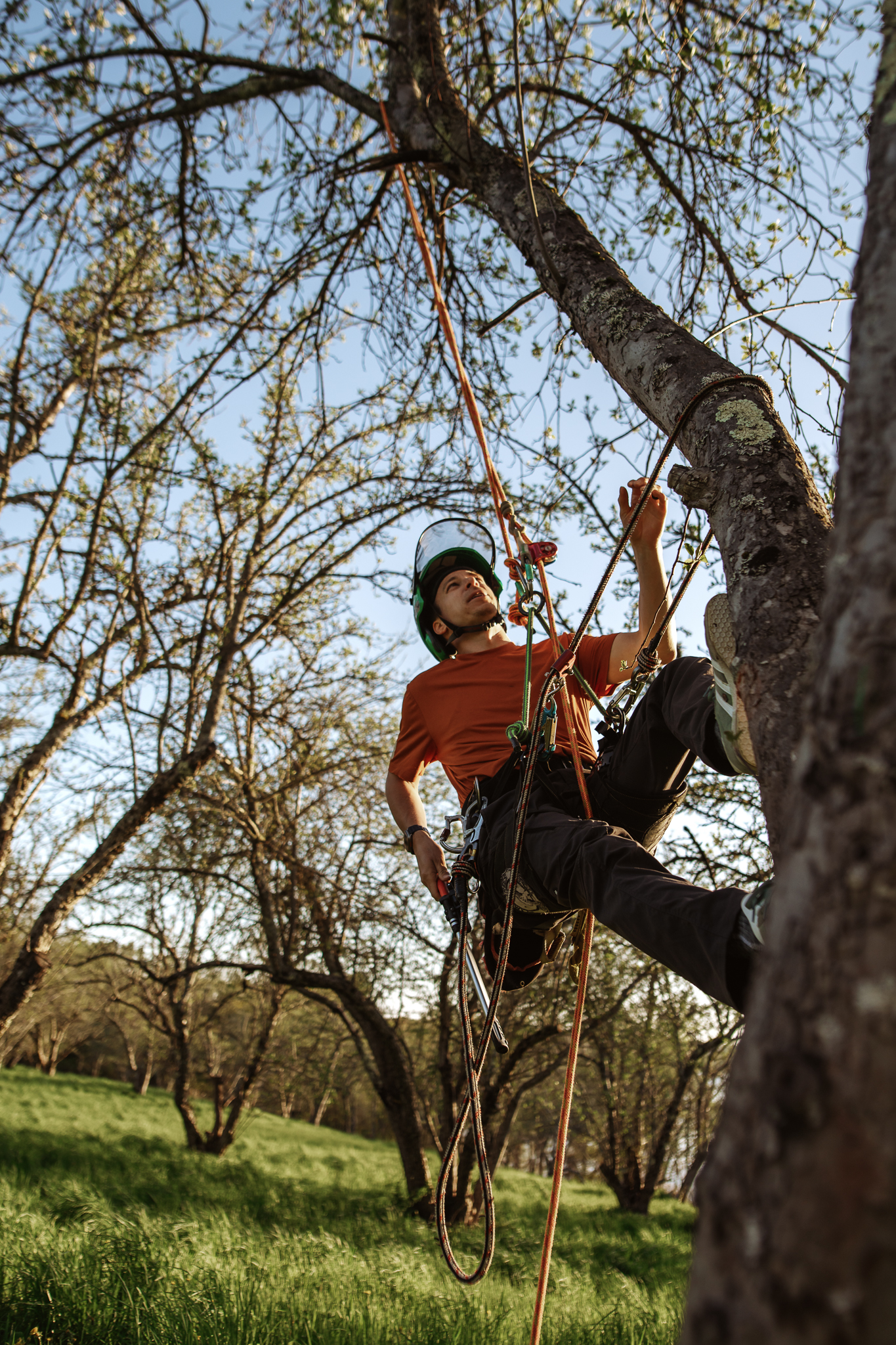 https://mainetreekeepers.com/wp-content/uploads/2025/05/DSC_1755.jpg