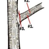Tree Pruning