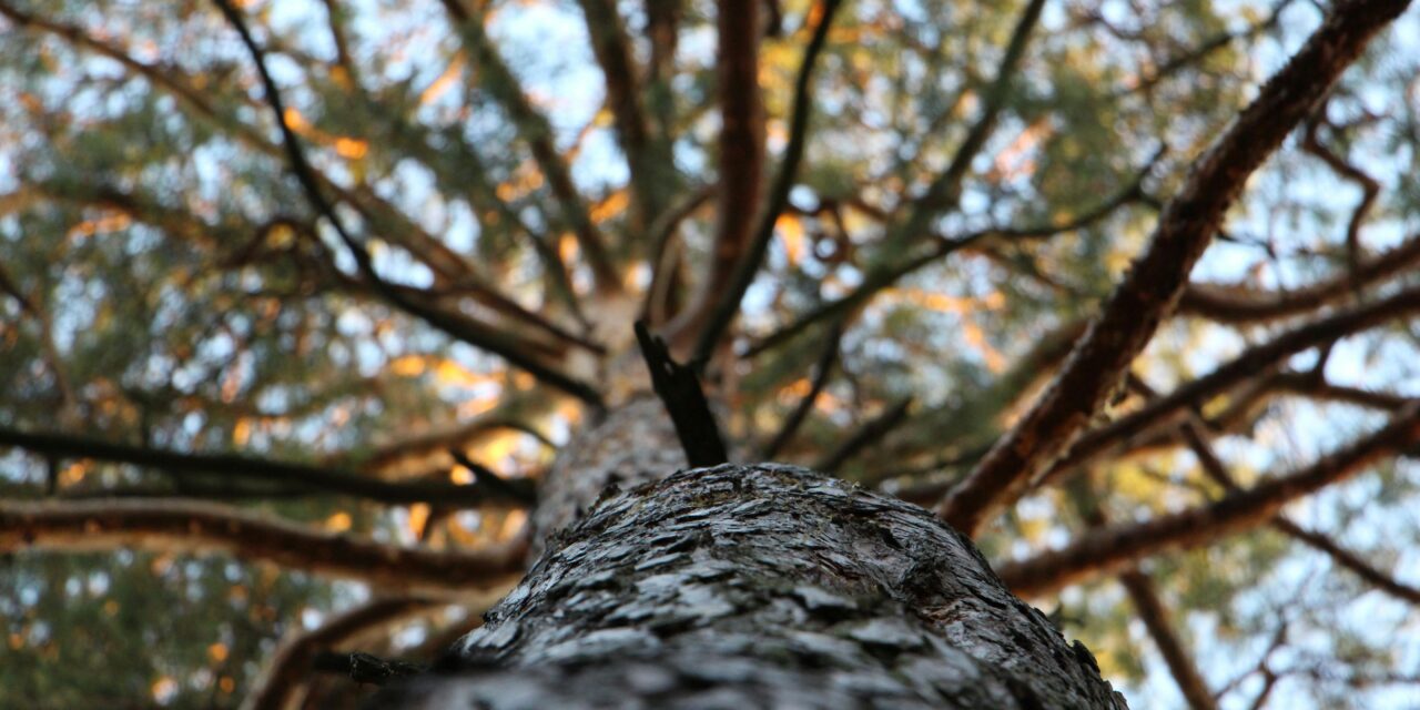Ecology and Arboriculture: Understanding Trees and Living  Ecosystems