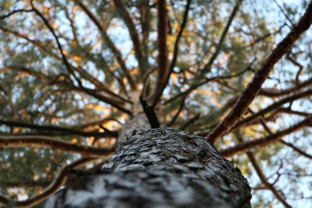 https://mainetreekeepers.com/wp-content/uploads/2025/09/pexels-nastia-17901-91491-640x427.jpg